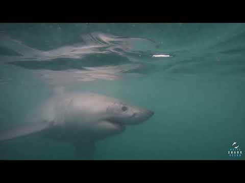 Great White Shark Clips 03/02/2023 7am Trip