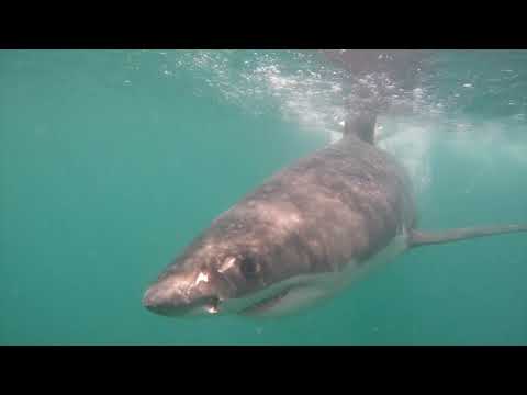 Great White Shark Clips 14/02/2023 11am Trip
