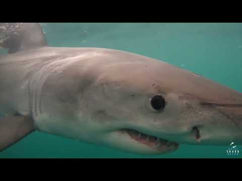 Great White Shark Clips 08/02/2023 8am Trip