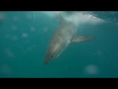 Great White Shark Clips 09/02/2023 12pm Trip
