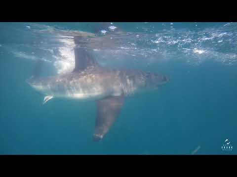 Great White Shark Clips 27/01/2023 12.30pm Trip