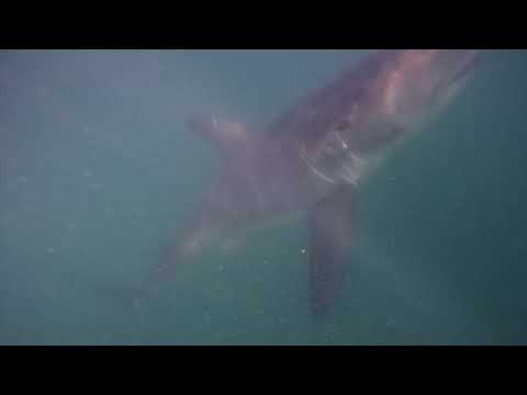 Great White Shark Clips 03/02/2023 2pm Trip