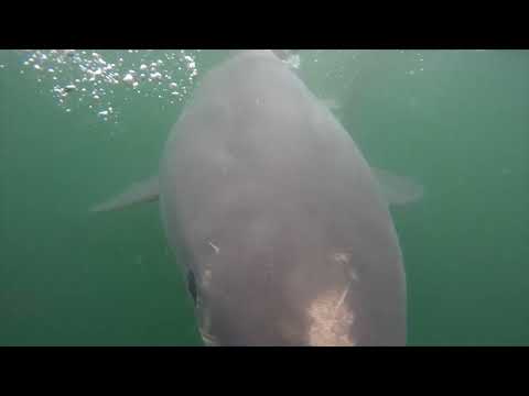 Great White Shark Clips 12/04/2023 12pm Trip