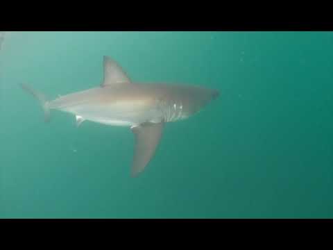 Great White Shark Clips 21/01/2023 8am Trip