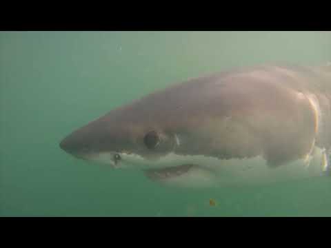 Great White Shark Clips 06/04/2023 2pm Trip