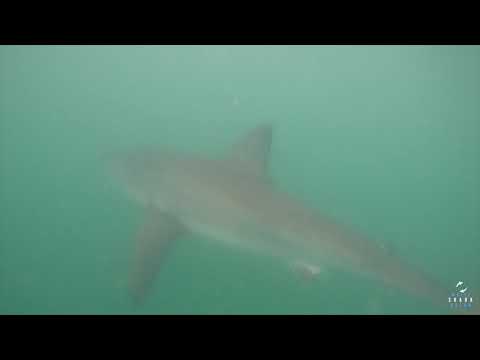 Great White Shark Clips 05/02/2023 8AM Trip
