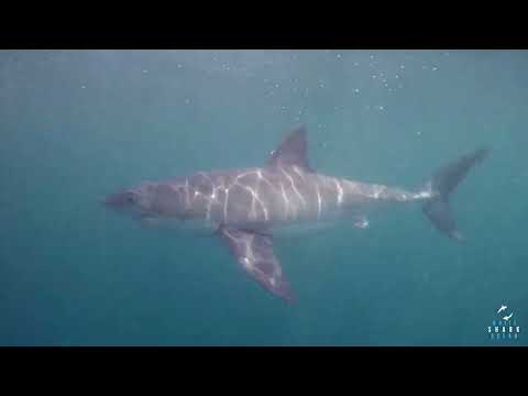 Great White Shark Clips 23/01/2023 9am Trip