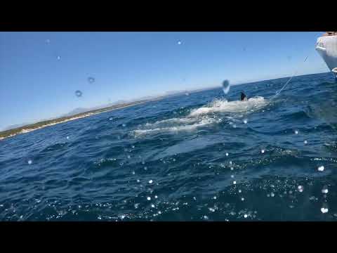 Great White Shark Clips 20/01/2023 10AM Trip