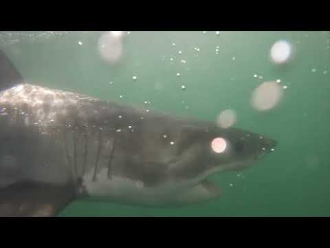 Great White Shark Clips 17/04/2023 9am Trip