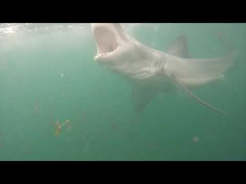 Great White Shark Clips 19/04/2023 12pm Trip