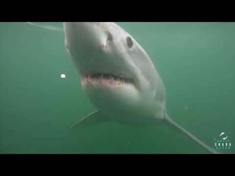 Great White Shark Clips 12/04/2023 12pm Trip