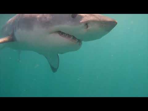 Great White Shark Clips 11/02/2023 8am Trip