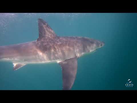 Great White Shark Clips 23/01/2023 2pm Trip
