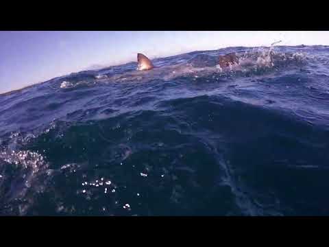Great White Shark Clips 20/01/2023 2pm Trip