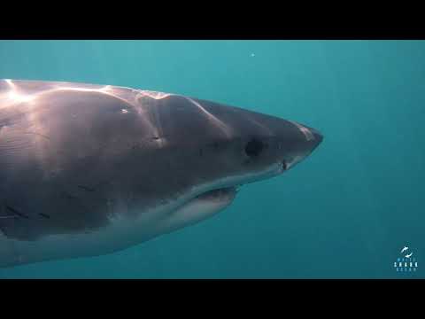 Great White Shark Clips 27/01/2023 9AM Trip