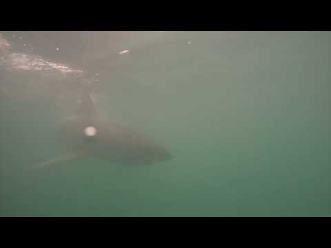 Great White Shark Clips 26/03/2023 8am Trip