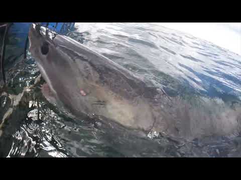 Great White Shark Clips 13/04/2023 8am Trip
