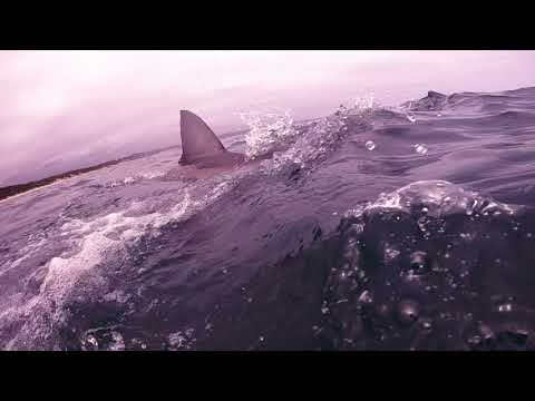 Great White Shark Clips 02/02/2023 12PM Trip