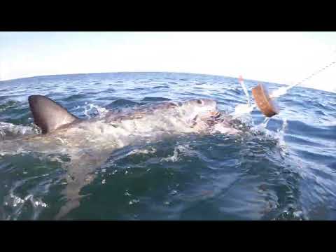 Great White Shark Clips 14/04/2023 7am Trip