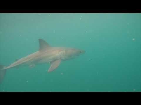 Great White Shark Clips 14/02/2023 7am Trip