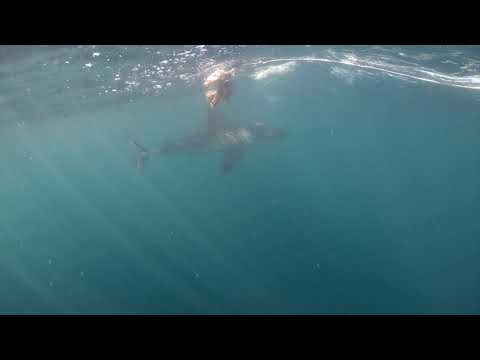 Great White Shark Clips 20/01/2023 2pm Trip