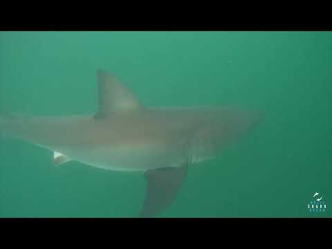 Great White Shark Clips 18/02/2023 8am Trip